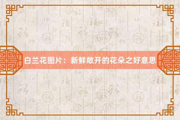 白兰花图片：新鲜敞开的花朵之好意思